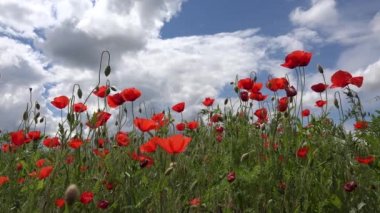 Sunset 'teki 4k Poppy Field, Tarım Buğday Hasadı, Kızıl Çiçekler, Çavdar Tarlası Mısır Gevreği