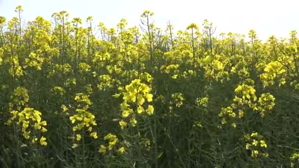 4K colza, Viol dans le domaine agricole, Vue Colza terres cultivées, Campagne — Video