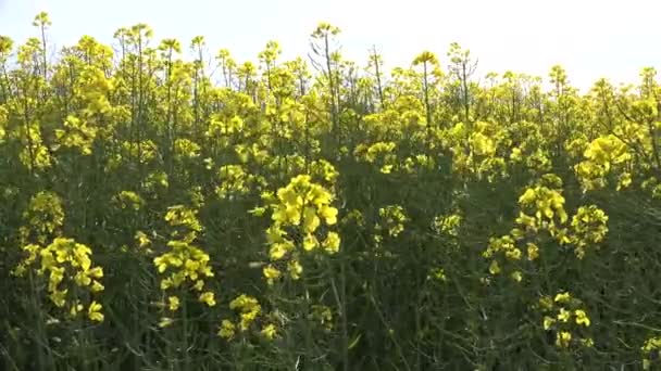 4k Rapeseed, rape in Agriculture Field, View Colza cultivated Land, Countryside — 图库视频影像