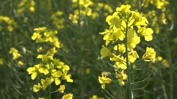4k Rapeseed, rape in Agriculture Field, View Colza cultivated Land, Countryside — 图库视频影像