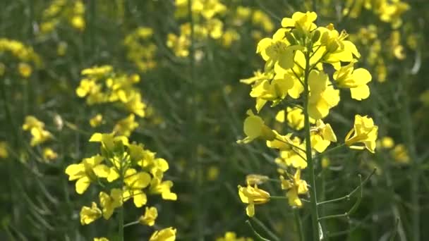 4K colza, estupro no campo da agricultura, vista Colza terra cultivada, campo — Vídeo de Stock