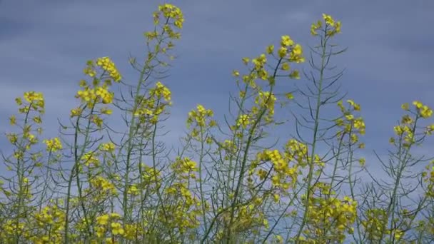 4K Rapeseed, Rape in Agriculture Field, View Colza Cultivated Land, Countryside — Stock Video