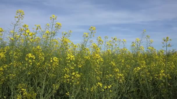 4K Colza, Violación en el Campo Agrícola, Vista de la Tierra Cultivada de Colza, Campo — Vídeos de Stock