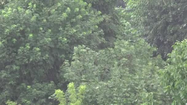 4k Storm, Torrential Summer Rain Forest, Wood, Foliage, Rainy, Stormy in Nature — стокове відео