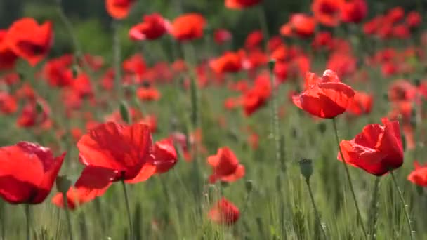 4k papaverveld in zonsondergang, Landbouw Tarweoogst, Rode bloemen, rogge — Stockvideo