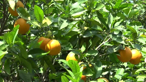 Frutas de laranja 4K no pomar, árvore tropical suculenta fresca das filiais dos citrinos — Vídeo de Stock