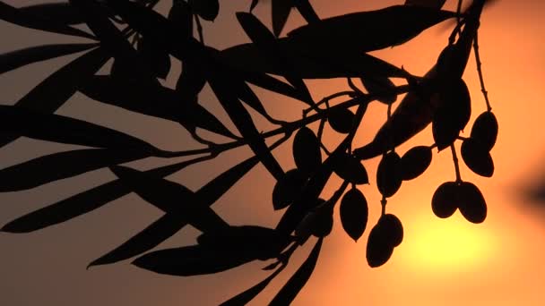 4k Olive Orchard in Sunset at Beach, Sea Waves in Sunrise, Sunlight Sunshine View — Stock video