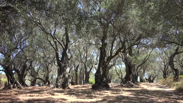 Huerto de olivos 4K, árboles Grecia Vista de la campiña en verano, granja de aceite, cosecha — Vídeo de stock