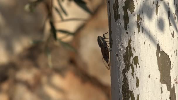 4k Pferdefliege, Gadfly, Insekt, Fliege, Flyer auf Baum lefkada Griechenland, gefährliche Bottfly — Stockvideo