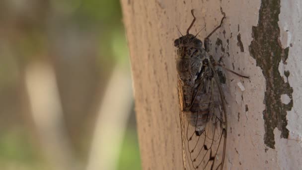 4k马蝇、家蝇、昆虫、苍蝇、希腊莱夫卡达树上的传单、危险的蝴蝶 — 图库视频影像