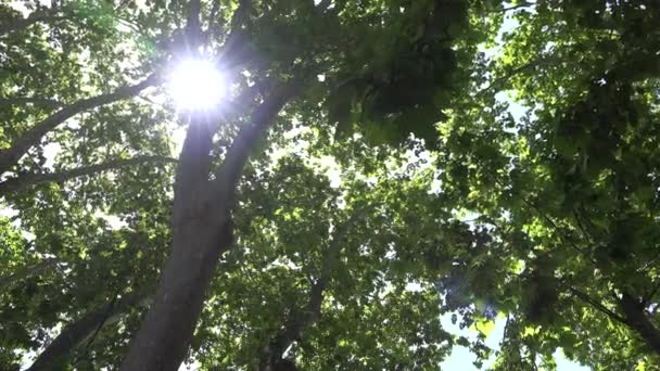 Листья лиственных лесов 4K, солнечный свет, солнечные лучи, луч в ветвях дерева, вид на лето — стоковое видео
