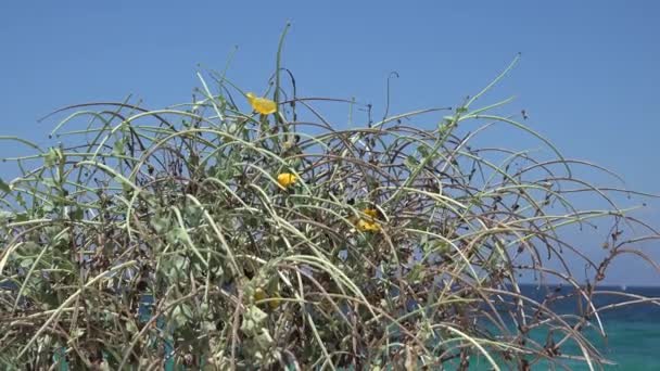 Kumsaldaki 4k Çöl Çiçekleri, Sahildeki Arid Bitkileri, Sahil Hattı Manzarası — Stok video