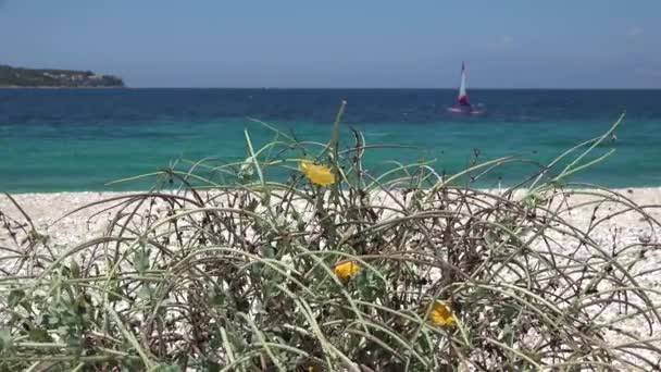 Lefkada 'da rüzgar sörfü, Su Sporları Manzarası, Yaz Eğlencesi 4k — Stok video