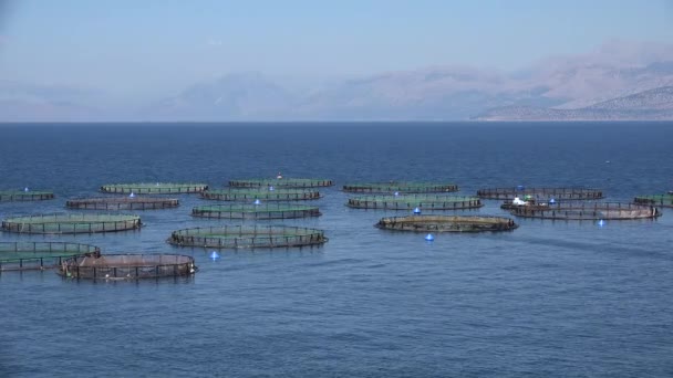 4K Fish Farm on the Sea, Hatchery Fishing, Greece Aquaculture, Feeding — Stock Video