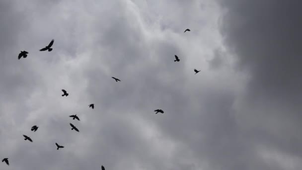 4k Corbeaux volant sur un ciel nuageux, troupeau de corbeaux en vol, oiseaux dans l'air, été — Video