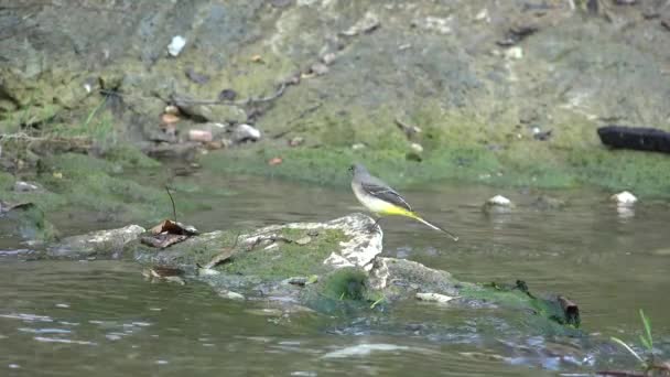 4k Motacilla Flava Kąpiel ptaków w rzece wody, strumyk, Crook w górach Natura — Wideo stockowe