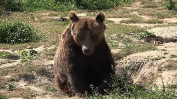 Retrato de urso marrom 4K na floresta, rosto de animais selvagens que parecem cheirar na natureza — Vídeo de Stock