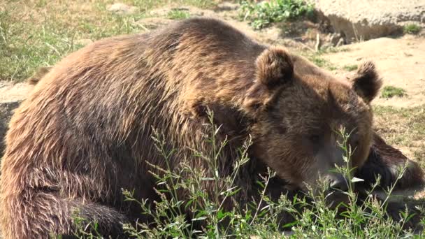 Retrato de oso marrón 4K en el bosque, cara de animal salvaje olfateando en la naturaleza — Vídeos de Stock