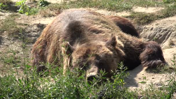 4k bruine beer portret in het bos, gezicht van wild dier op zoek Snuiven in de natuur — Stockvideo