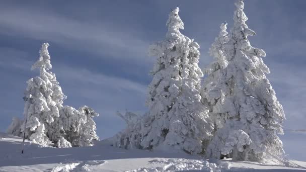 冬の風景。積雪情報Mountains and Fir Trees,スキーリゾート,クリスマススノーinアルパイン,アルプスビュー — ストック動画