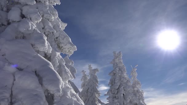 Winterlandschap Sneeuwbedekte Bergen Dennenbomen Skigebied Kerst Snoeien Alpen Alpen Uitzicht — Stockvideo