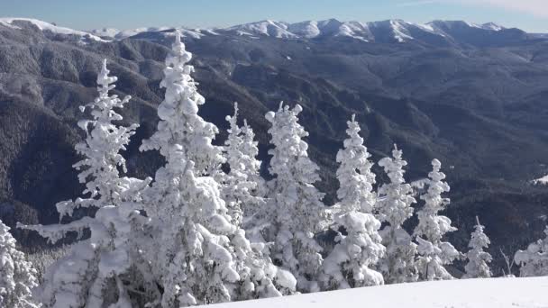 Χειμερινό τοπίο. Χιονισμένα βουνά και Fir Δέντρα, Χιονοδρομικό Κέντρο, Χιόνι Χριστουγέννων στην Αλπική, Αλπεις Προβολή — Αρχείο Βίντεο