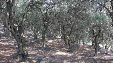 Zeytin Bahçesi, Yunanistan Ağaçları Yazın Kırsal Görünüm, Petrol Çiftliği, Hasat