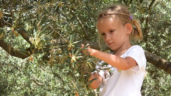 Rolnik Bawiący Się Zbieranie Oliwek Sadzie Dziecko Studiujące Owoce Drzewie — Zdjęcie stockowe