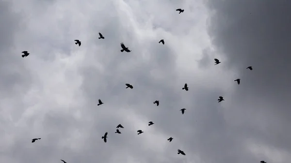 Crows Flying Clouds Sky Ravens Flight Birds Air Summer Day — Stock Photo, Image