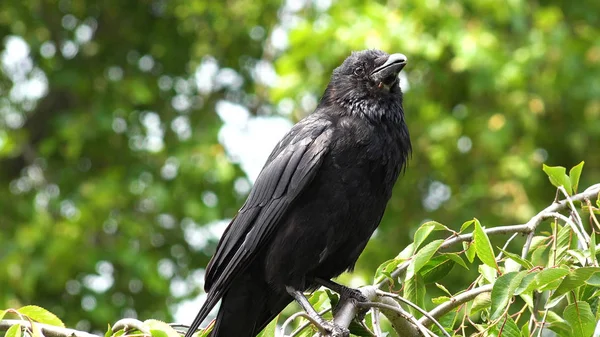 Crow, Raven, Black Birds on Branch in Cherry Tree, Bird in Park, Nature Summer View