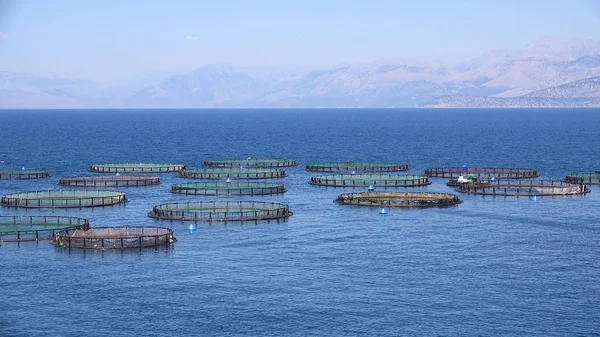 Fischzucht Auf See Brutfischerei Aquakultur Griechenland Fütterung Von Meeresfischen — Stockfoto