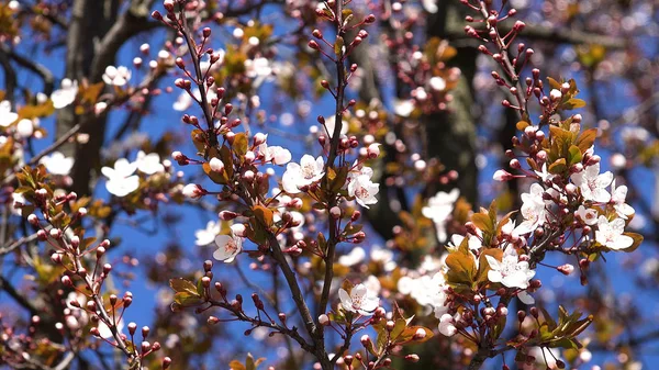 春には桜の果樹園 花の咲き方 桜の枝 — ストック写真