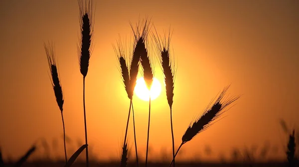 Weizenähre Sonnenuntergang Ackerland Getreide Getreide Ernte Dämmerung Dorf — Stockfoto
