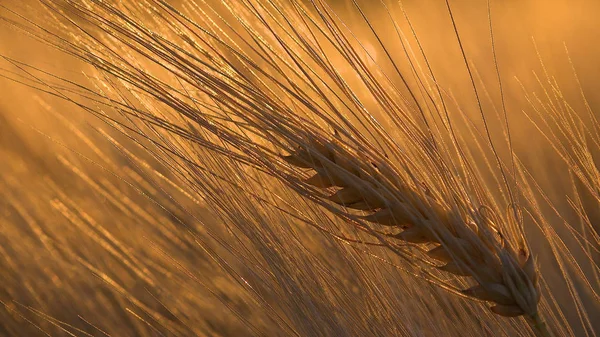 Wheat Ear Sunset Agriculture Field Grains Cereals Harvest Twilight Village — 스톡 사진