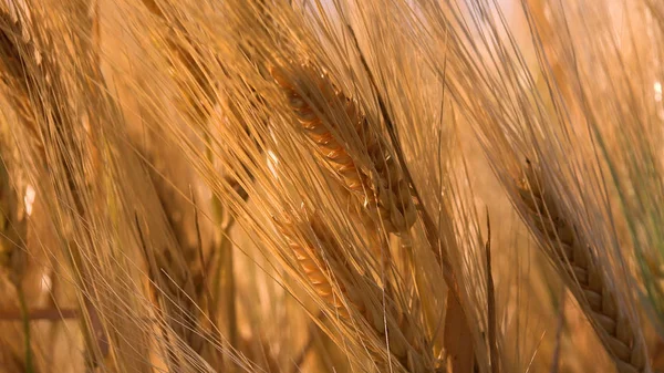 Wheat Ear Sunset Agriculture Field Grains Cereals Harvest Twilight Village — 스톡 사진