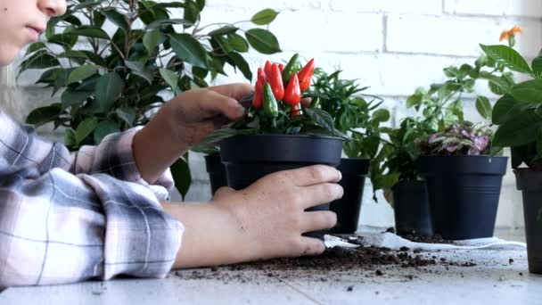 Kid Plantera Peppar Pot Barn Bevattning Blommor Tonåring Flicka Jordbruket — Stockvideo