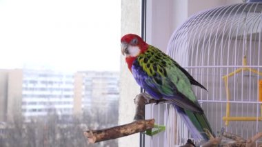 Rosella Papağan Kuşu, Avustralyalı Tutsak Kuşlar, Kafeste Evcil Hayvan