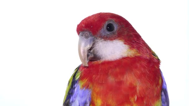 Rosella Parrot Bird Australian Birds Captivity Friendly Pet White Background — Stock Video