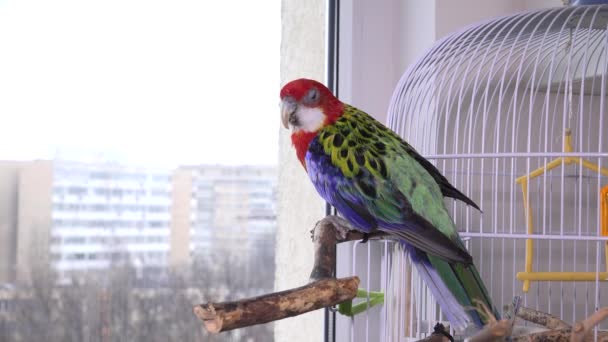 Rosella Papegaai Vogel Australische Vogels Gevangenschap Huisdier Kooi — Stockvideo