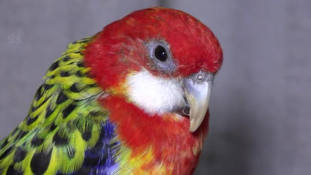Rosella Parrot Bird Australian Bird Captivity — 图库视频影像