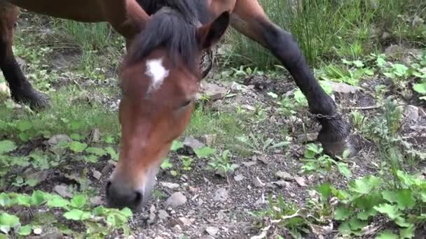 Close Uma Montanha Brown Cavalo Grazing Pastagem Vida Selvagem Campo — Vídeo de Stock