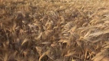 Tarım Tarlasında Buğday, Günbatımında Kulak, Tarım Manzarası Tahıllar, Mısır Ürünleri