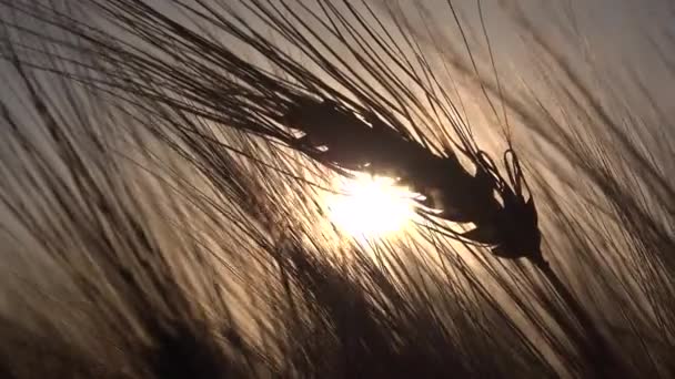 Trigo Campo Agricultura Orelha Pôr Sol Grãos Vista Agrícola Cereais — Vídeo de Stock