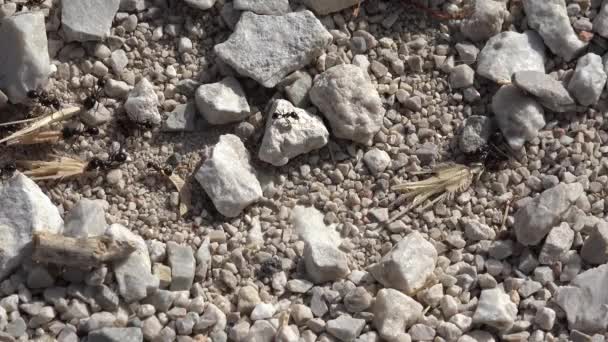 蚂蚁为冬季采食 蚂蚁山 工蚁窝 — 图库视频影像
