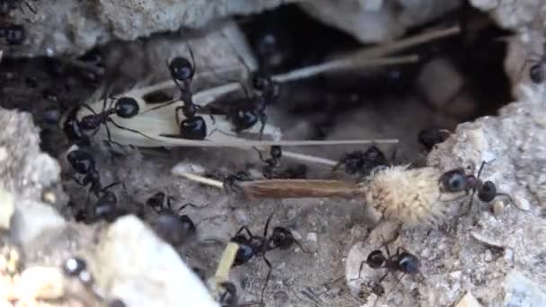 Hormigas Que Trabajan Reuniendo Comida Para Invierno Hormiga Colina Insectos — Vídeos de Stock