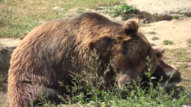 Retrato Urso Marrom Floresta Rosto Animais Selvagens Que Parecem Cheirar — Vídeo de Stock