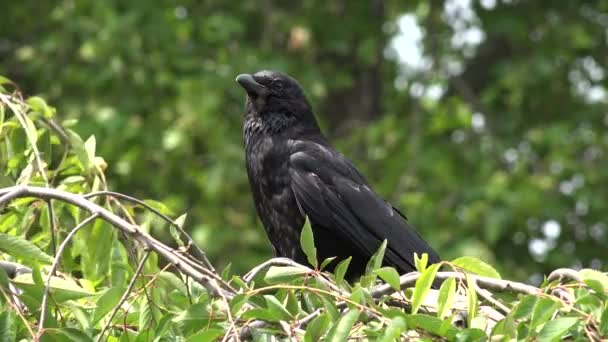 Vliegende Kraai Raaf Zwarte Vogels Tak Kersenboom Natuur Zomer Uitzicht — Stockvideo