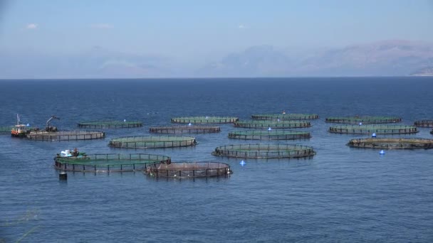 海の4K養殖場 孵化場 ギリシャ養殖 餌やり — ストック動画