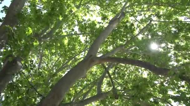 Листья Листвы Леса Солнечный Свет Солнечные Лучи Луч Ветвях Дерева — стоковое видео
