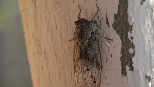 Mosca Caballo Gadfly Insectos Mosca Volador Árbol Lefkada Grecia Peligrosa — Vídeos de Stock